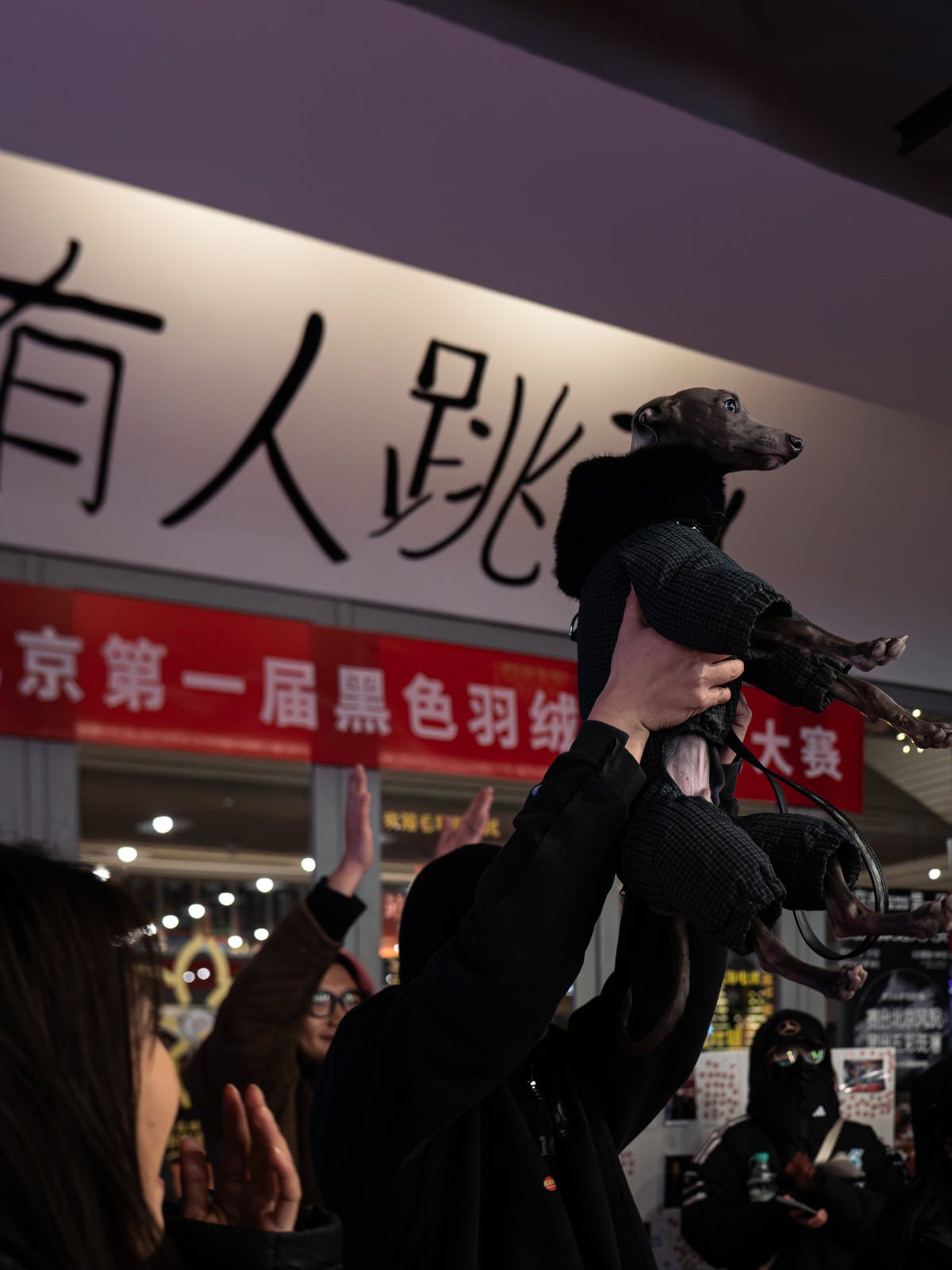 黑羽绒服选美大赛现场的小狗与便签